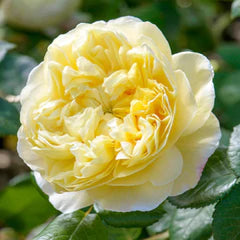 Rosa David Austin® 'Charles Darwin' (yellow)