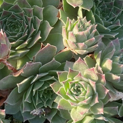 Sempervivum ‘Black Mini’