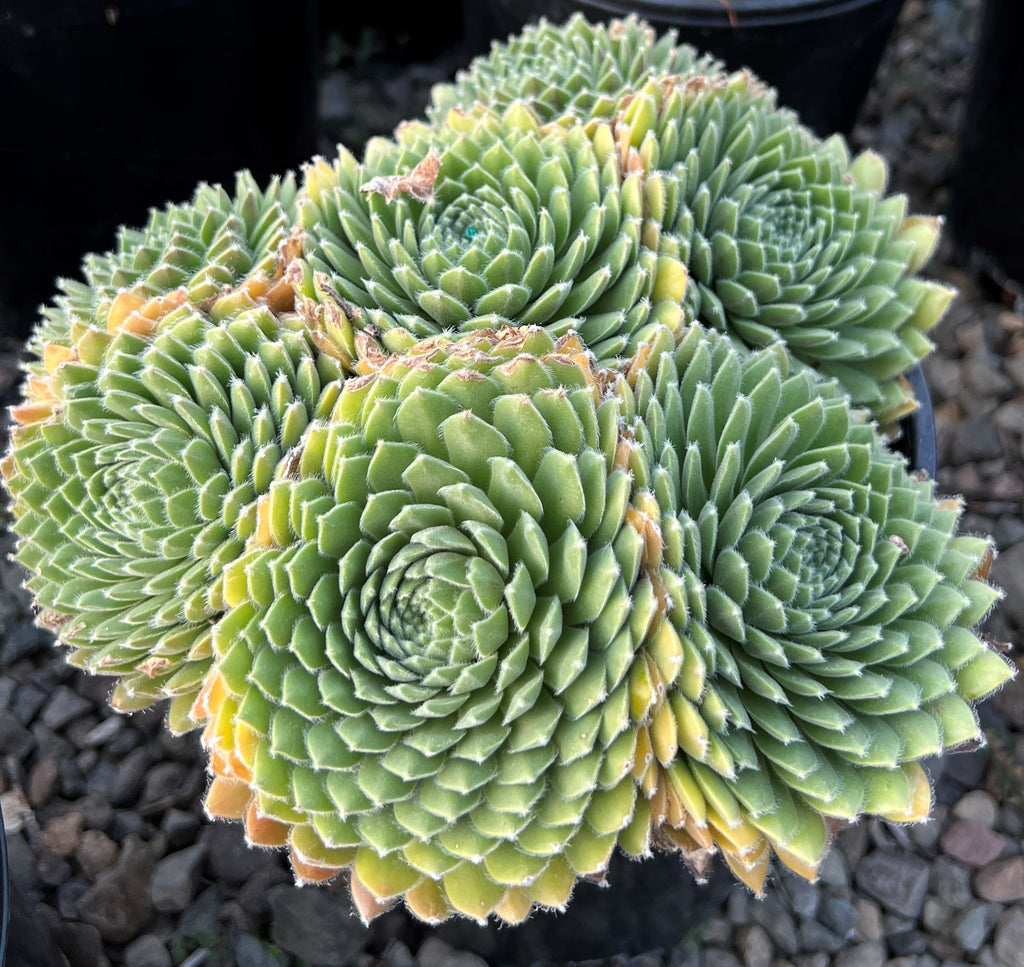 Sempervivum ‘Pacific Feather Power’