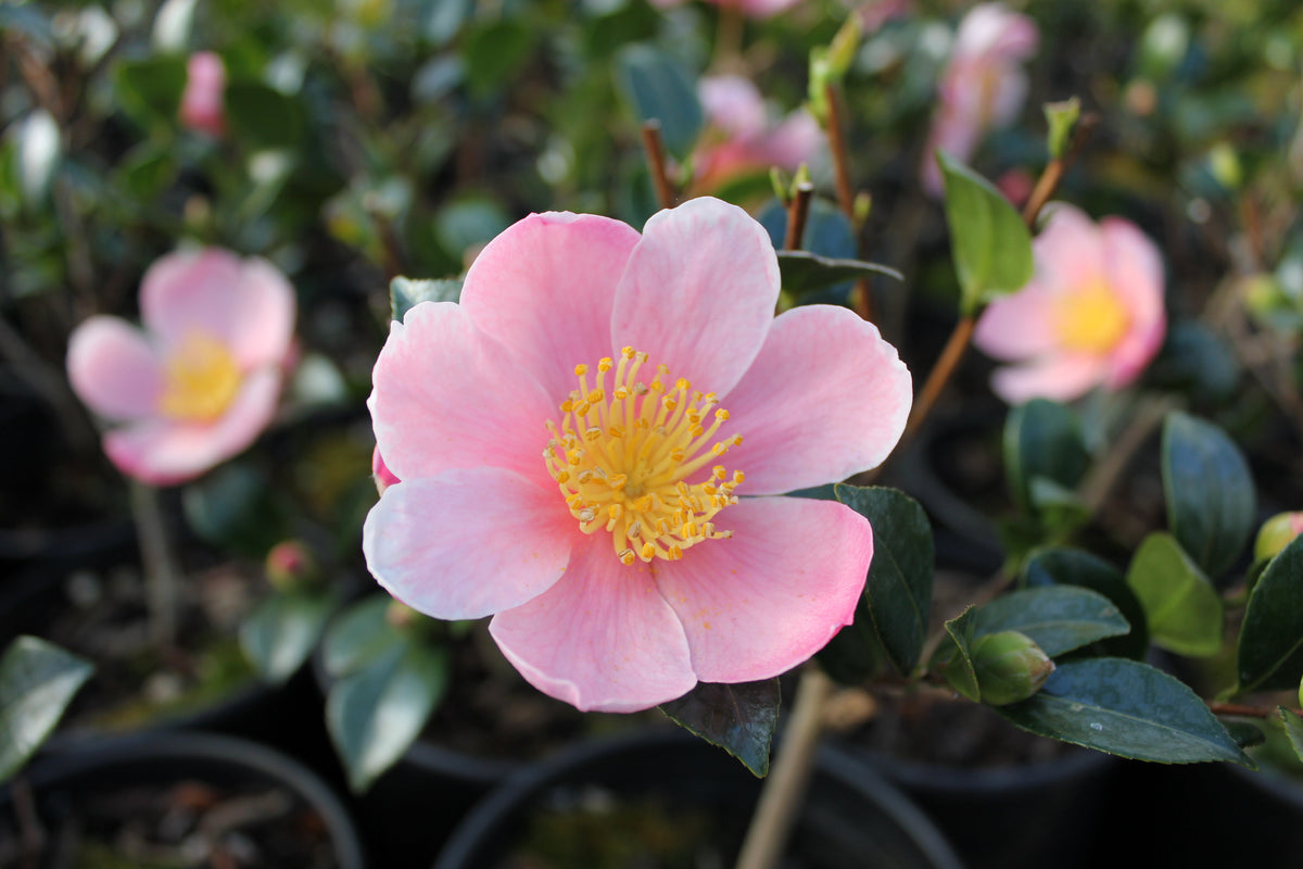 Winter Garden Essentials: Camellias and Hellebores!