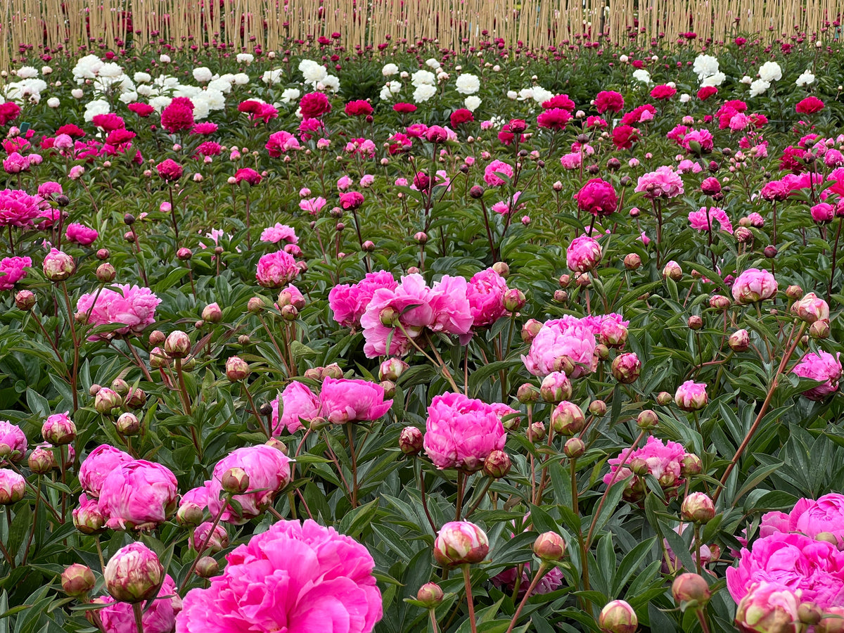 Spring Beauty: Peonies