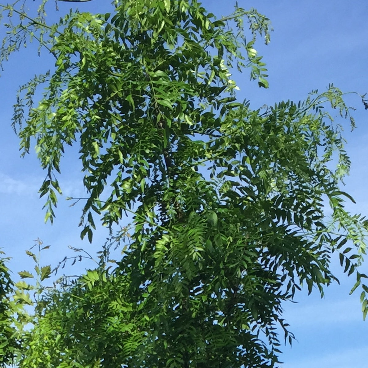 Gleditsia tri. 'Skyline'®