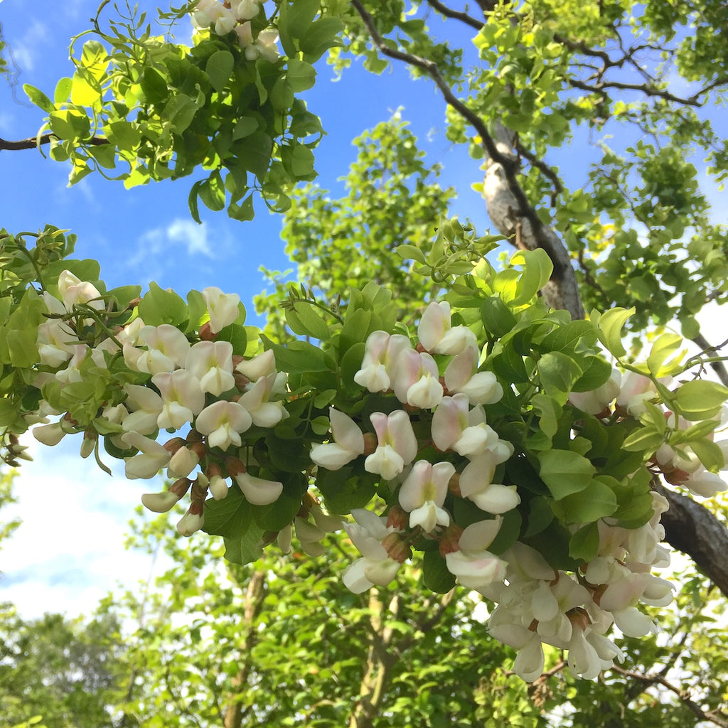 Robinia pseud. 'Frisia'