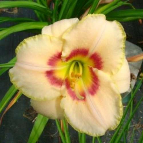 Hemerocallis 'Custard Candy' (cream)