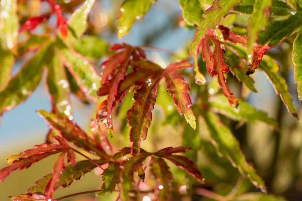 Acer palmatum 'Tennyo no hoshi'