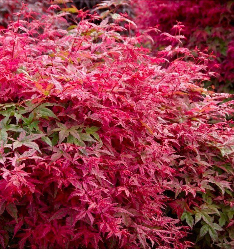 Acer palmatum 'Shindeshojo'