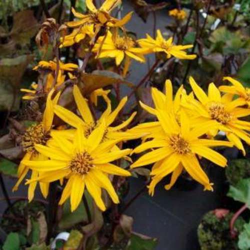 Ligularia dentata 'Othello'
