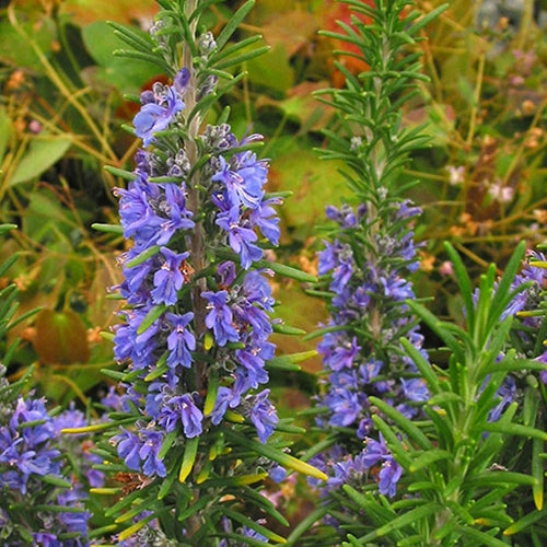 Rosmarinus off. 'Tuscan Blue' (blue)