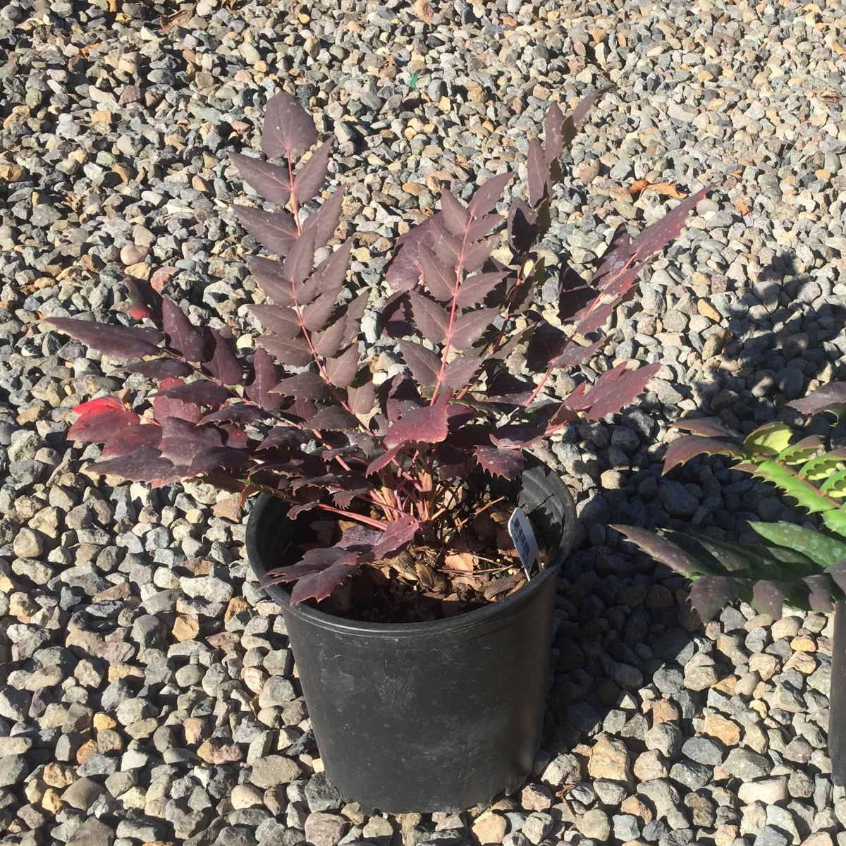 Mahonia nervosa