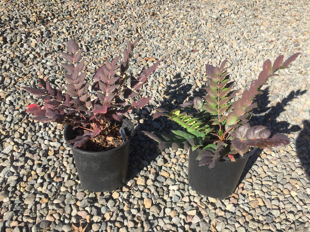 Mahonia nervosa