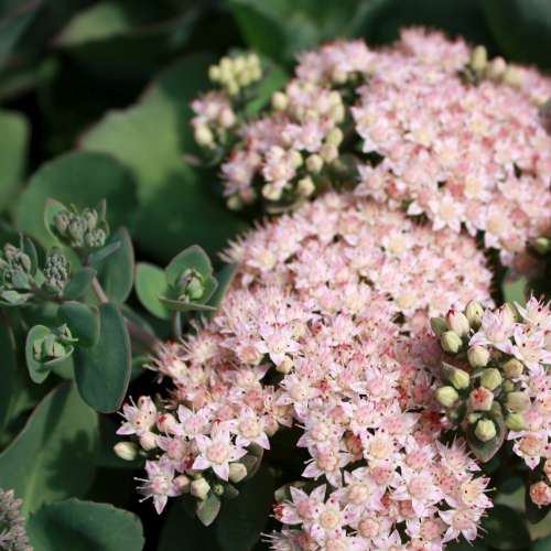 Sedum 'Matrona'