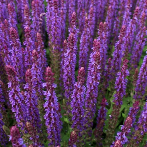 Salvia x sup. 'May Night'
