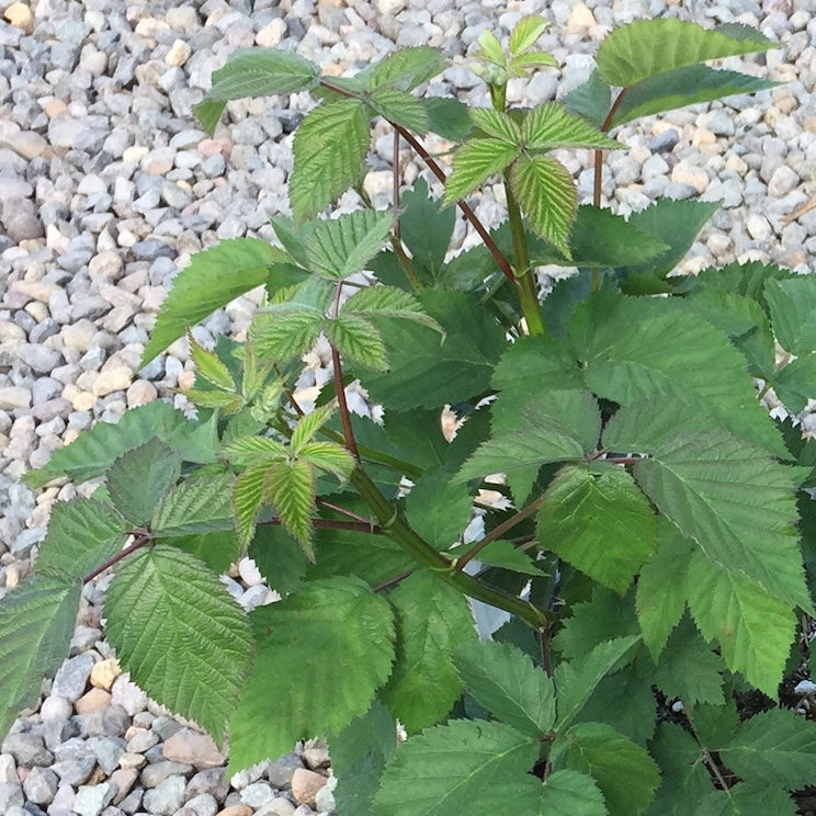 Berry, Blackberry 'Thornless Logan'