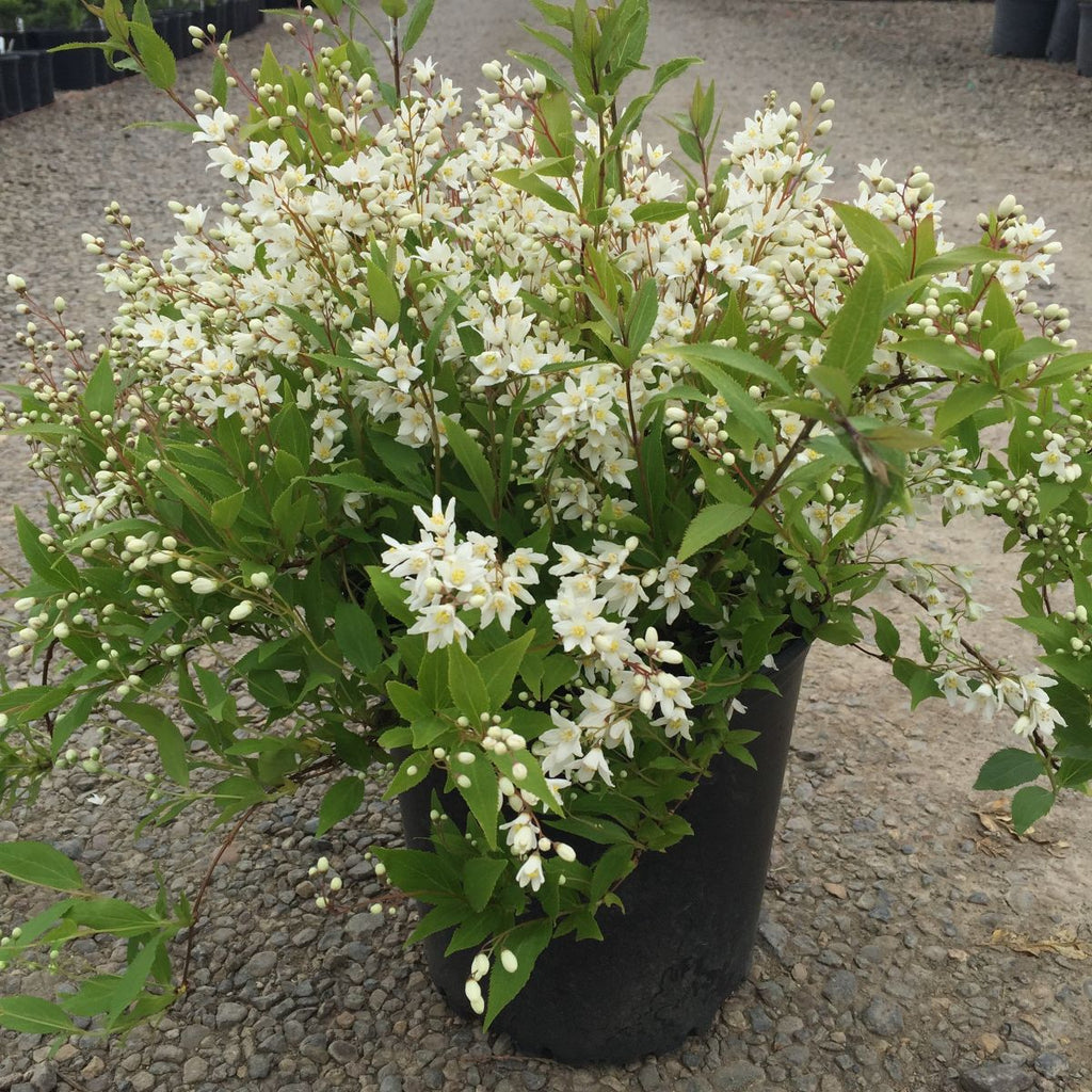 Deutzia gracilis 'Nikko' (white)