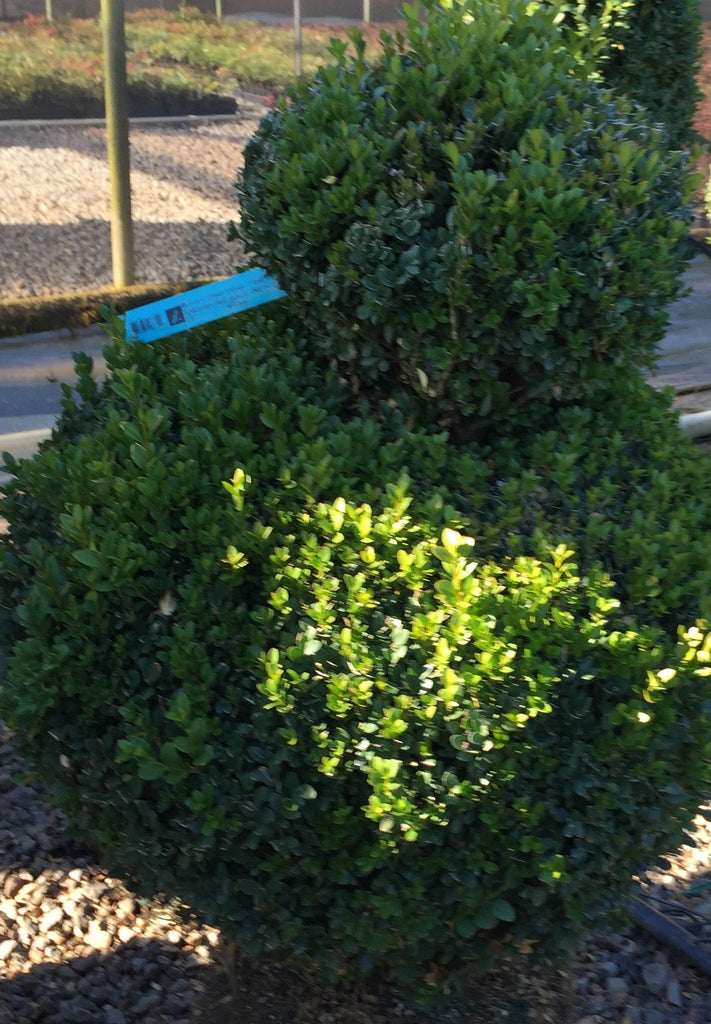Buxus x 'Green Velvet', 2 Ball