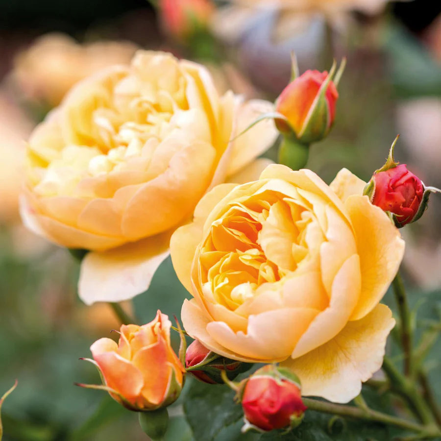 Rosa David Austin® 'Roald Dahl' (Apricot)
