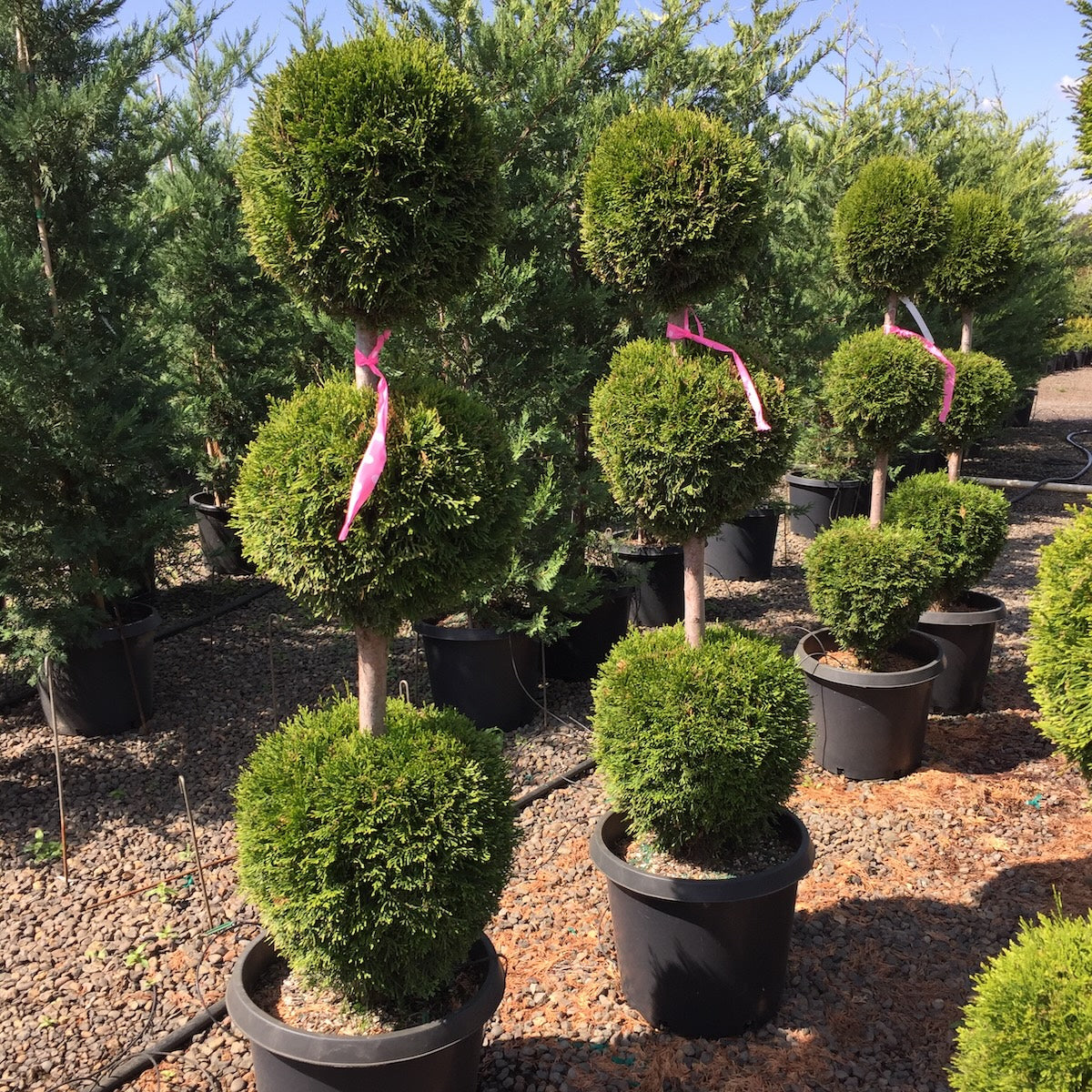 Thuja occ. 'Emerald Green', 3 Ball