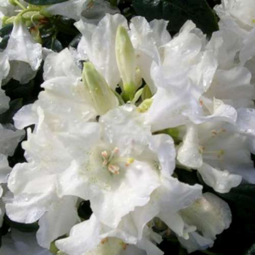 Rhod. 'Dora Amateis' (white)- H-2
