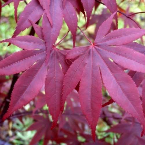 Acer palmatum 'Red Emperor' (CG)
