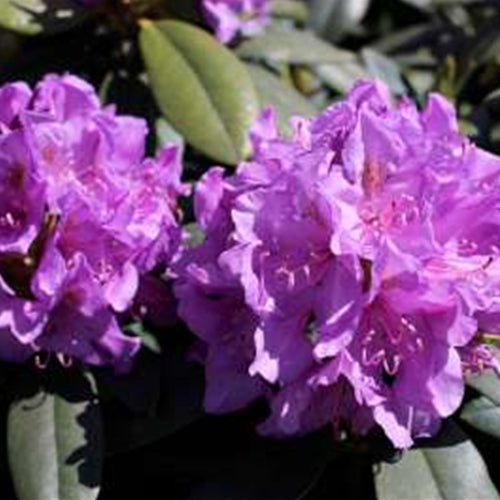 Rhod. cat. 'Boursault' (purple)- H-1