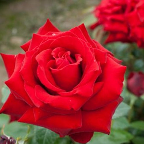 Rosa ht. 'Ingrid Bergman' PP6264 (red)