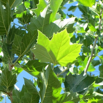 Platanus x a. 'Bloodgood'