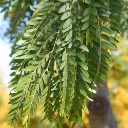 Gleditsia tri. 'Shademaster'®
