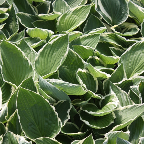 Hosta 'Francee'