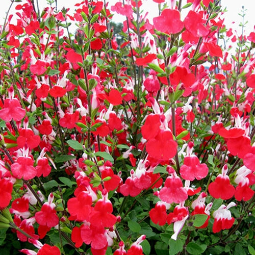 Salvia m. 'Hot Lips'