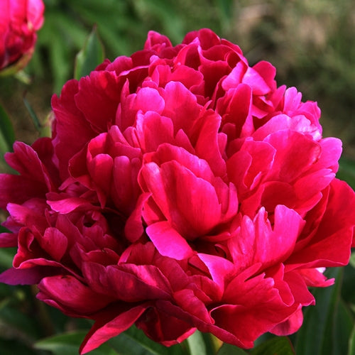 Paeonia lact. 'Karl Rosenfield' (red)