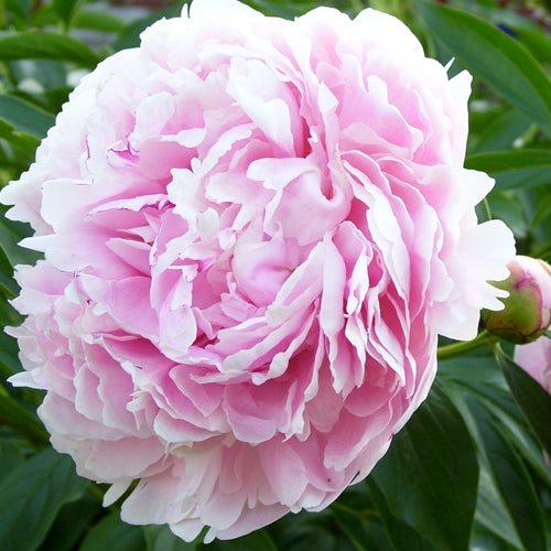 Paeonia lact. 'Sarah Bernhardt' (double pink)