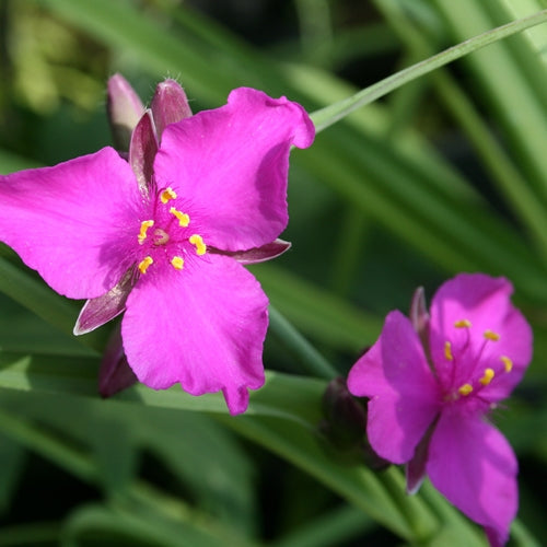 Tradescantia 'Red Grape'