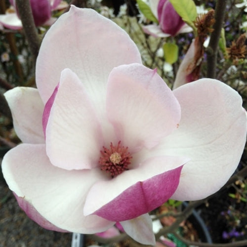 Magnolia x soul. 'Rustica Rubra' (purple