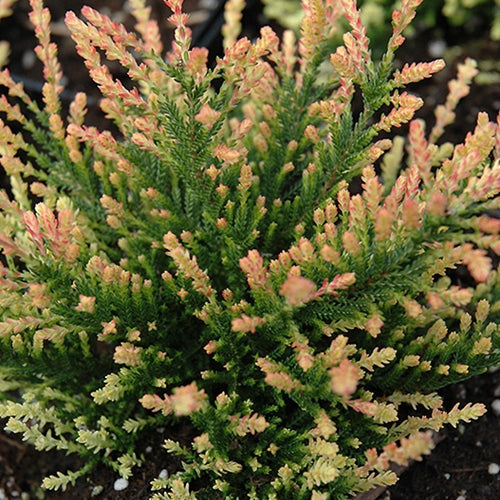 Calluna vulgaris 'Flamingo' (lavender) (July-Sept.)