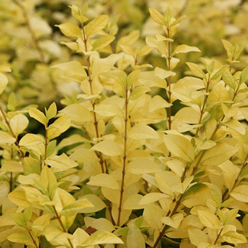 Ligustrum x vicaryi