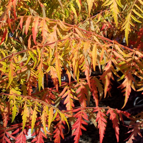 Rhus ty. FIRST EDITIONS® TIGER EYES® PP16185