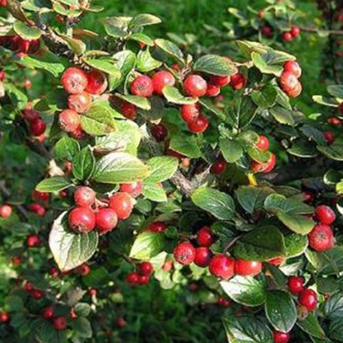 Cotoneaster acutifolius