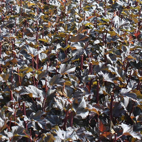 Physocarpus op. 'Center Glow' ™ PP16894