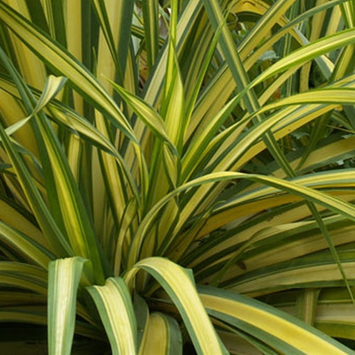 Phormium tenax 'Yellow Wave'