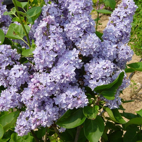 Syringa vulgaris 'President Grevy' (blue)
