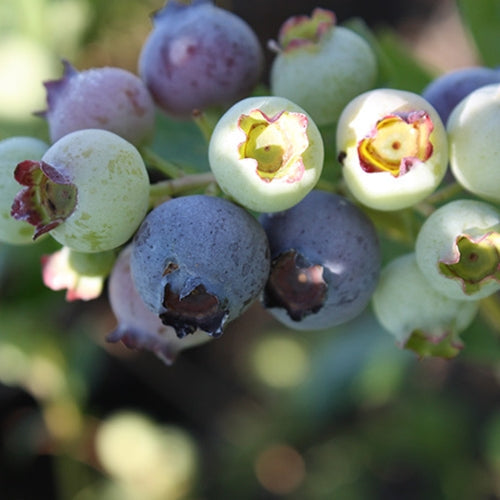 Berry, Blueberry 'Bluejay' (N.Hyb./Early-Mid)