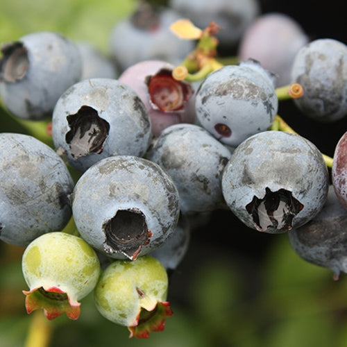 Berry, Blueberry 'Duke' (N.Hyb./Early)
