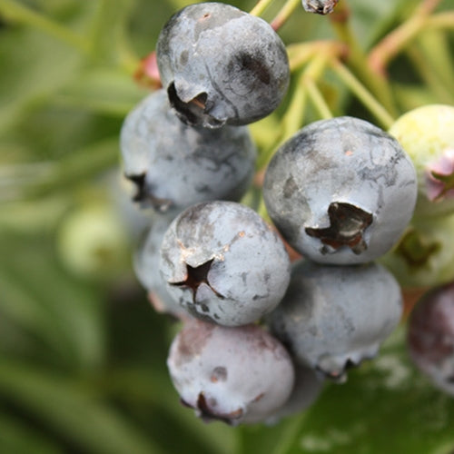 Berry, Blueberry 'Spartan' (N.Hyb./Early)
