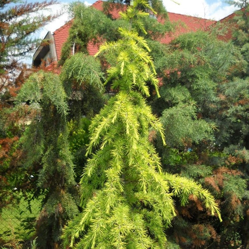 Cedrus d. 'Lime Glow'