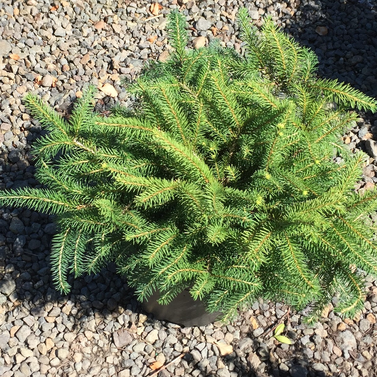 Picea a. 'Nidiformis'