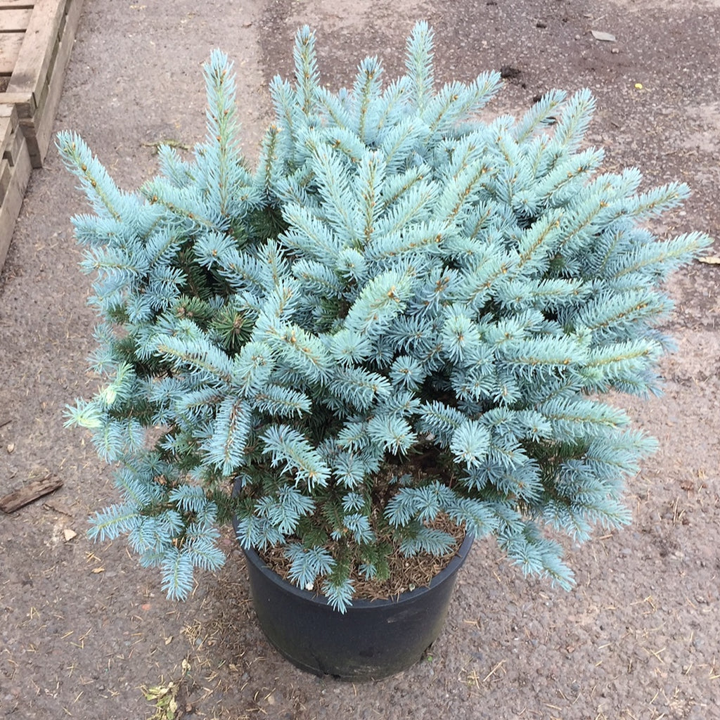 Picea pungens 'Glauca Globosa'