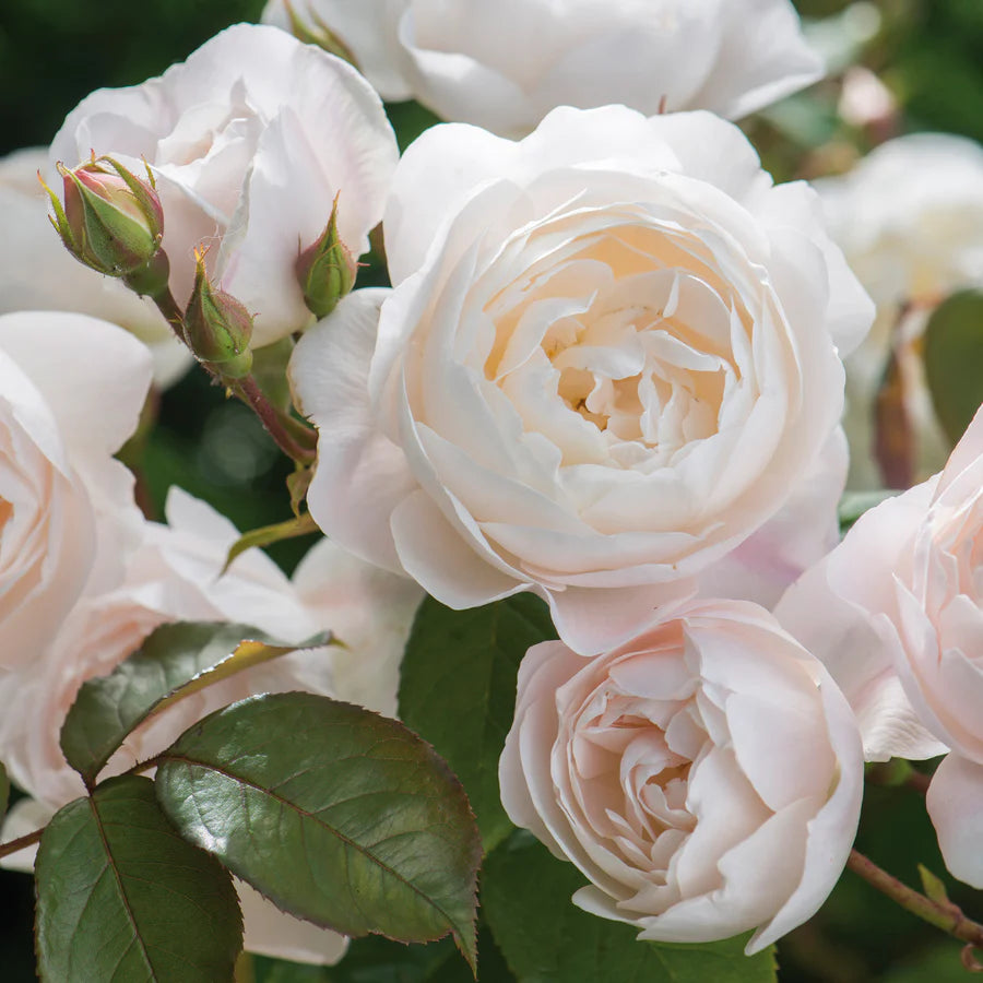 Rosa David Austin® 'Desdemona' (white)