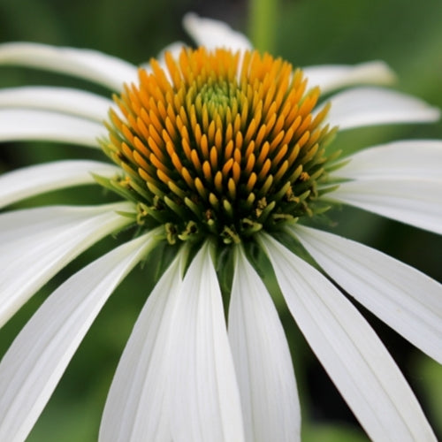 Echinacea p. 'White Swan' (white)