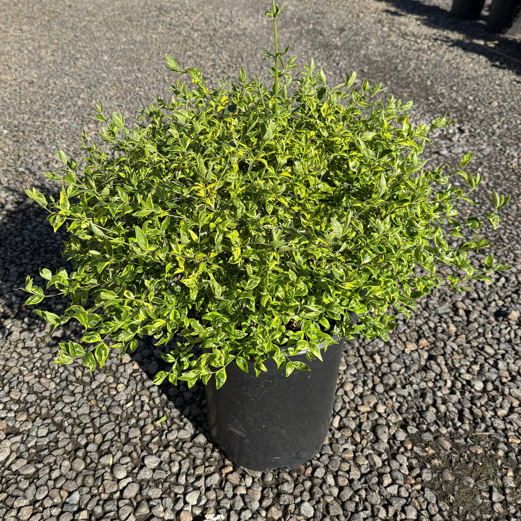 Abelia x gr. 'Miss Lemon' ™