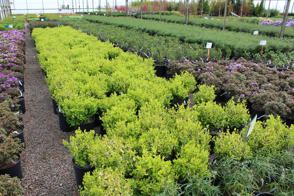 Abelia x gr. 'Kaleidoscope' PP16988